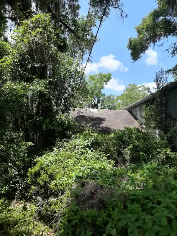 Overgrown house hidden behind trees and brush